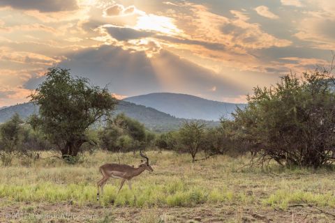 From Johannesburg: Pilanesberg National Park Safari