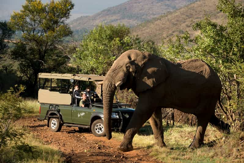 safari tour in johannesburg