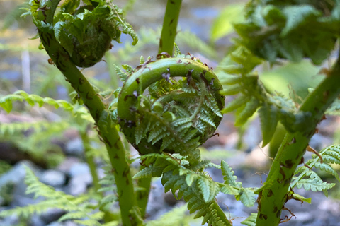 Juneau: Rainforest Photo Safari on a Segway