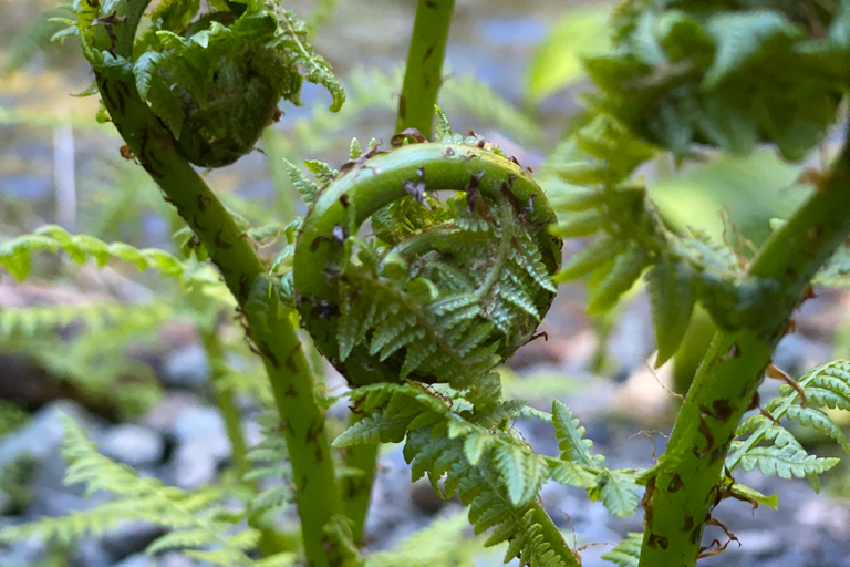 Juneau: Rainforest Photo Safari on a Segway