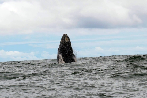 Cali: Whale Watching in the Colombian Pacific Coast