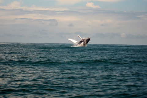 Cali: Obserwacja wielorybów na kolumbijskim wybrzeżu Pacyfiku