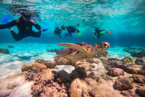Cape Tribulation Ocean Safari Tour