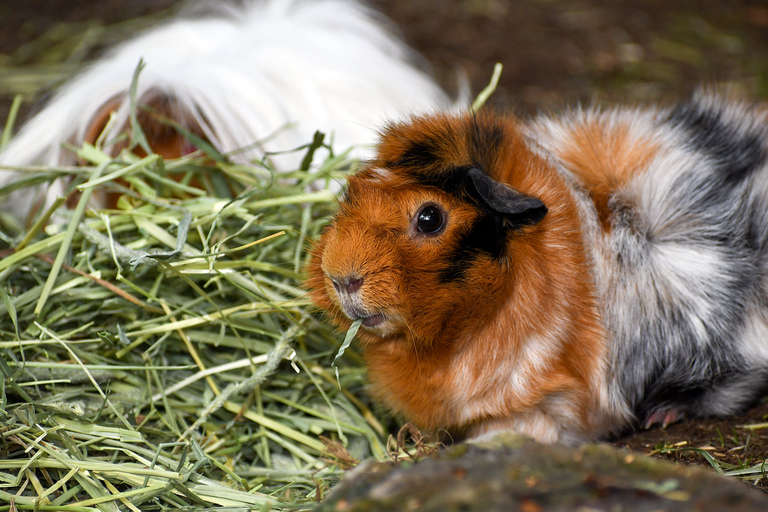 Zoo de Nashville: Ticket de entrada para cualquier díaZoo de Nashville: Entrada sin hacer cola
