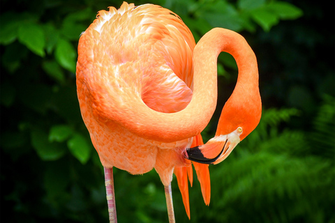 Zoo de Nashville: Ticket de entrada para cualquier díaZoo de Nashville: Entrada sin hacer cola