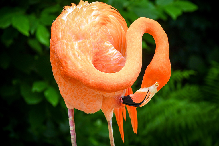 Zoo de Nashville: Ticket de entrada para cualquier díaZoo de Nashville: Entrada sin hacer cola