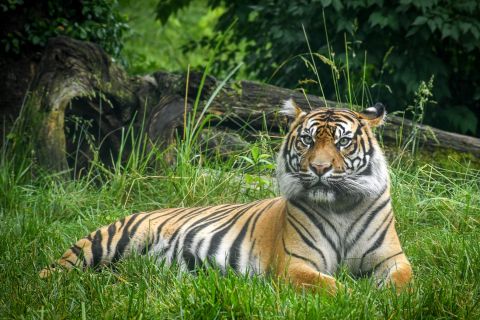 Nashville Zoo: Eintrittskarte ohne Anstehen