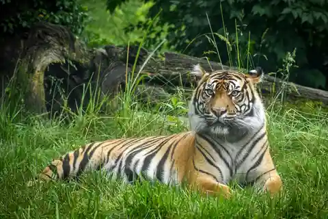 Nashville Zoo: Any-Day Admission Ticket