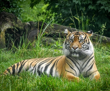Zoo di Nashville: Biglietto d'ingresso per un giorno qualsiasi