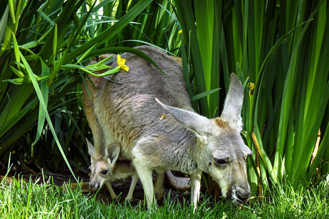Zoo de Nashville: Ticket de entrada para cualquier díaZoo de Nashville: Entrada sin hacer cola
