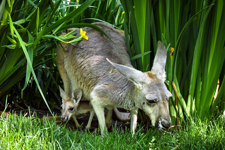 Zoo de Nashville: Ticket de entrada para cualquier díaZoo de Nashville: Entrada sin hacer cola