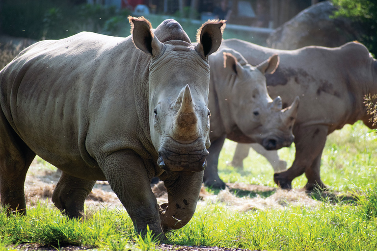 Zoo de Nashville: Ticket de entrada para cualquier díaZoo de Nashville: Entrada sin hacer cola