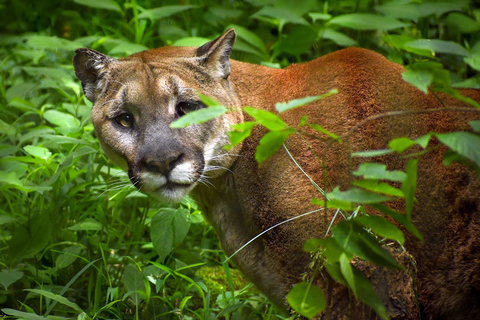 Zoo de Nashville: Ticket de entrada para cualquier díaZoo de Nashville: Entrada sin hacer cola