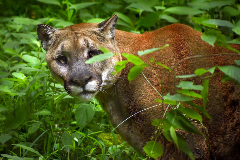 Zoo de Nashville: Ticket de entrada para cualquier díaZoo de Nashville: Entrada sin hacer cola