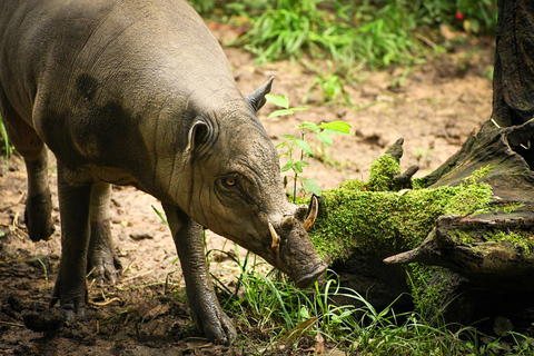 Zoo de Nashville: Ticket de entrada para cualquier díaZoo de Nashville: Entrada sin hacer cola