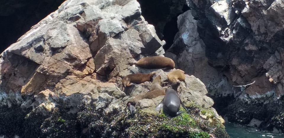 Ica Ballestas Island Paracas Reserve Private Tour Getyourguide