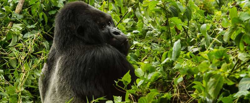 From Kampala: 3-Day Mgahinga Gorilla and Monkey Safari Trek