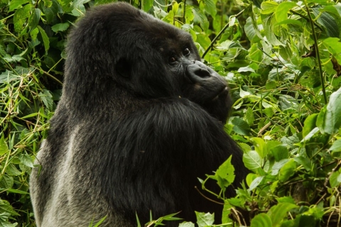 3 day Uganda Budget Gorillas safari from Kigali Standard option