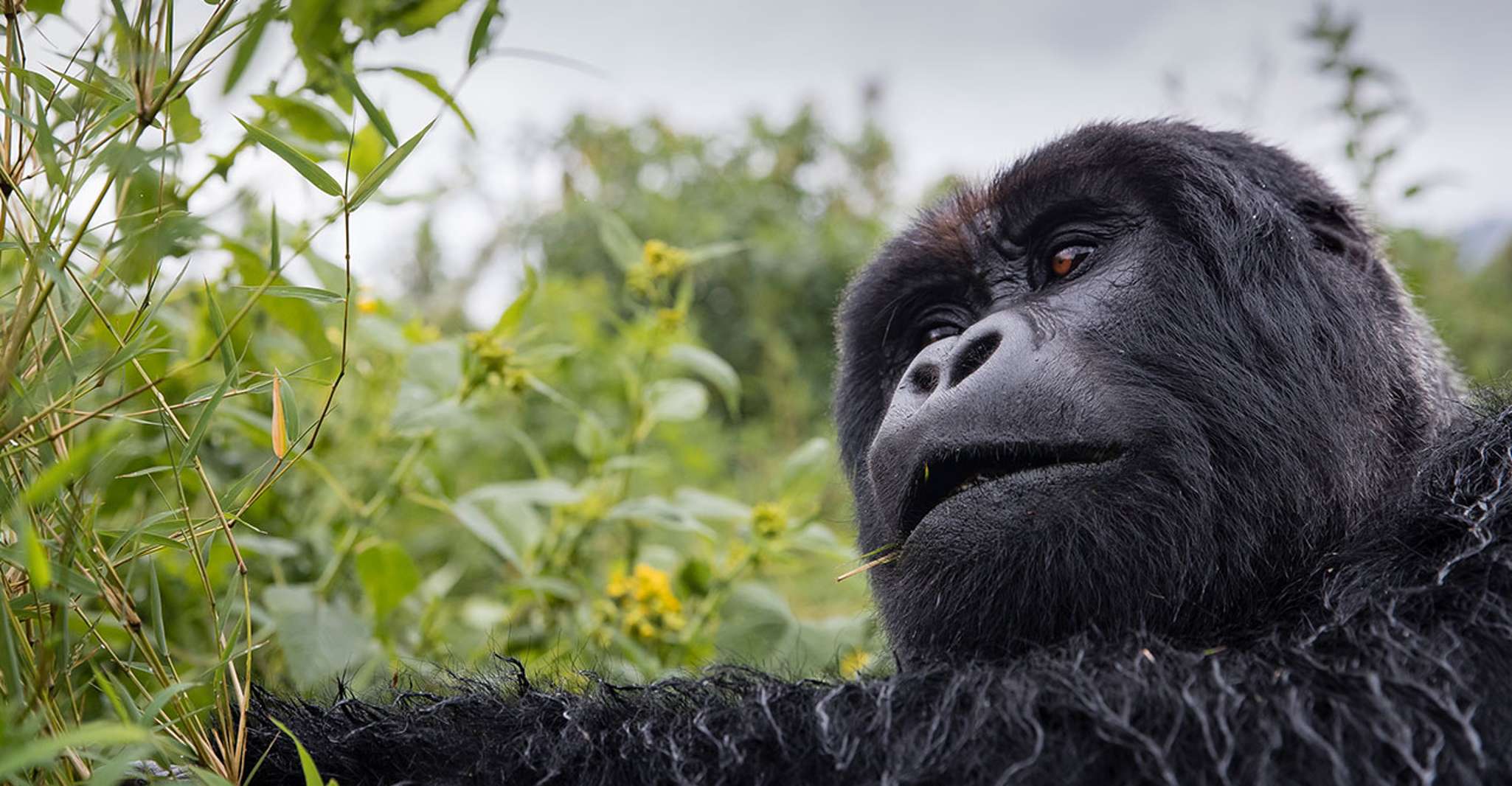 Von Kampala, 3-Tage Mgahinga Gorilla und Monkey Safari Trek - Hizvo