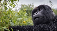 Von Kampala, 3-Tage Mgahinga Gorilla und Monkey Safari Trek - Hizvo