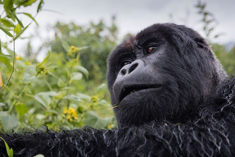 Safari económico de 3 días por Uganda con gorilas desde KigaliOpción estándar