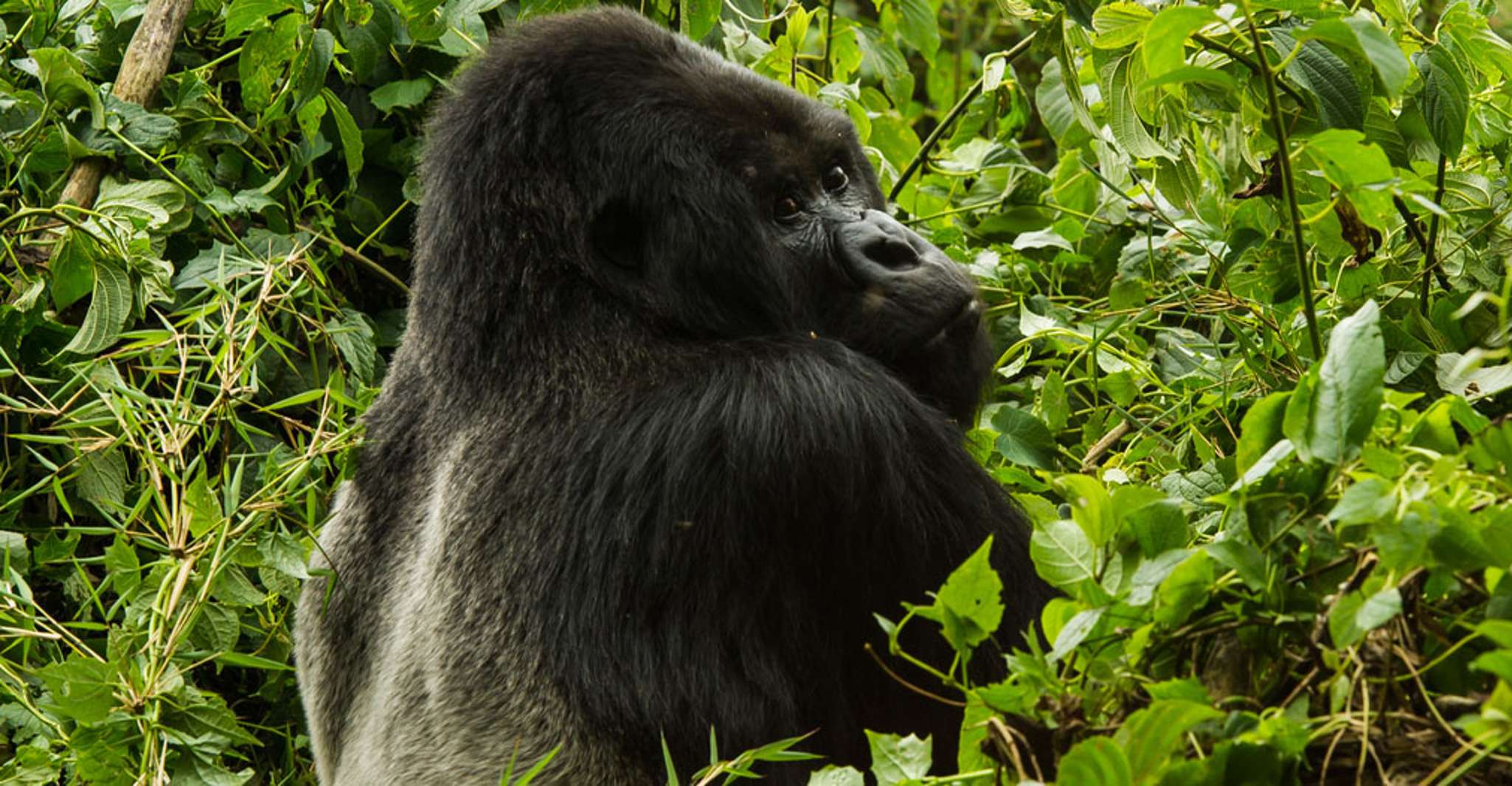 Von Kampala, 3-Tage Mgahinga Gorilla und Monkey Safari Trek - Hizvo