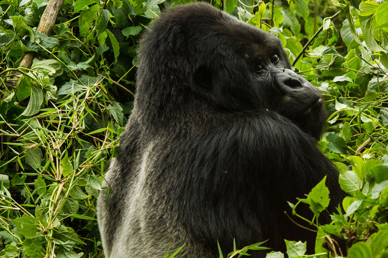 3-daagse Oegandese budgetgorillasafari vanuit KigaliStandaard optie