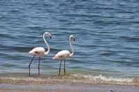 Walvis Bay, Sandwich Harbour Half-Day 4x4 Scenic Excursion - Hizvo