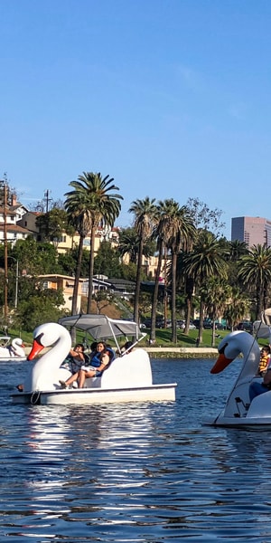 Echo Park Lake Swan Pedal Boat Rental Getyourguide