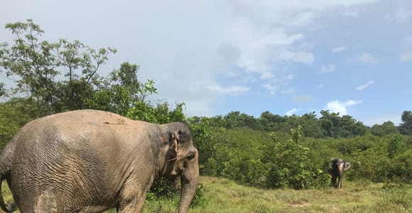 Kulen Elephant Forest & Temple Tour with Lunch