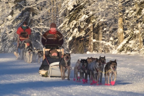 Fairbanks: experiencia de trineos tirados por perros y trineos tirados por perros
