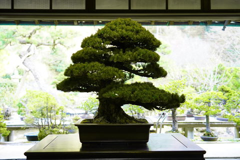Hiroshima: Bonsai - A Gentle Journey into Nature’s Art