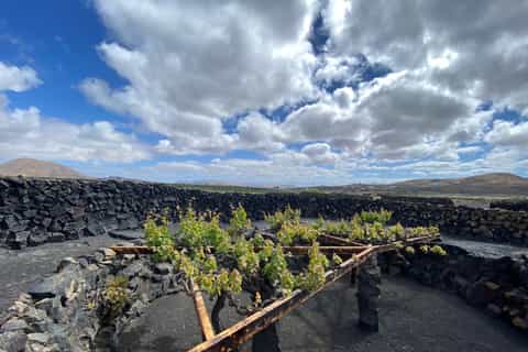 Lanzarote: Wine Tour and Tasting under the Volcano