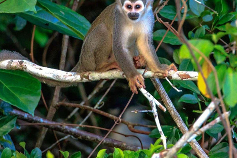 Depuis Puerto Maldonado || Visite à la journée en kayak + l&#039;île aux singes