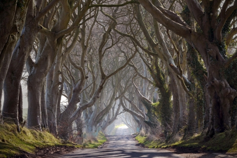 L'Odyssée de Game of Thrones : Excursion privée d'une journée au départ de Derry