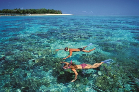 De Cairns: croisière matinale d'une demi-journée sur l'île verteOption standard avec équipement de plongée ou excursion en bateau à fond de verre