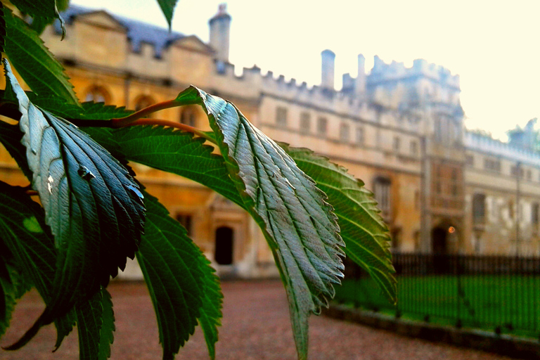 Oxford: Harry Potter Insights Divinity School GroepsrondleidingPrivétour in het Spaans