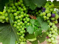 Magic, wine and cheese, Bernal and Tequis Day Trip - Housity