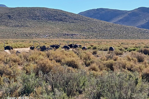 Cape Town Aquilla big sunset safari With transport & food aquila sunset bestseller