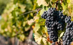 Wine Tasting and Typical Tastings in the Val di Noto