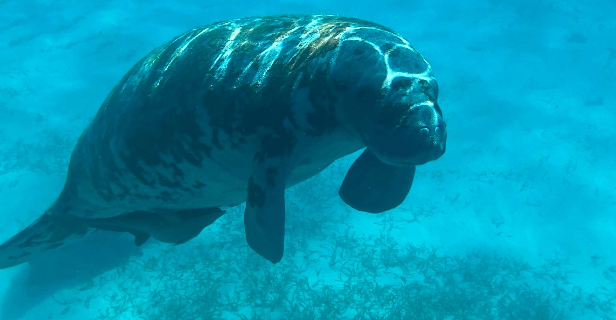Caye Caulker, 7-Stop Snorkeling en la Barrera de Arrecifes de Belice - Hizvo