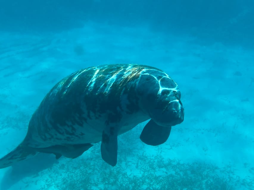 Caye Caulker 7Stop Snorkeling in the Belize Barrier Reef GetYourGuide