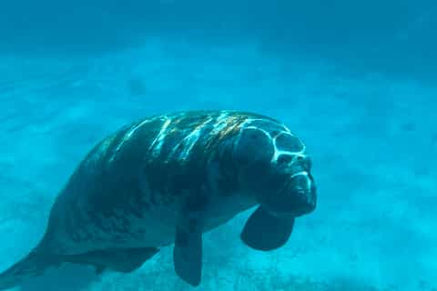 Caye Caulker: 7-Stop Snorkeling in the Belize Barrier Reef