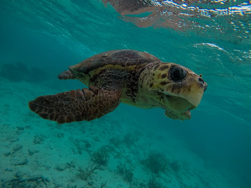 Caye Caulker: 7-Stop Snorkeling in the Belize Barrier Reef | GetYourGuide