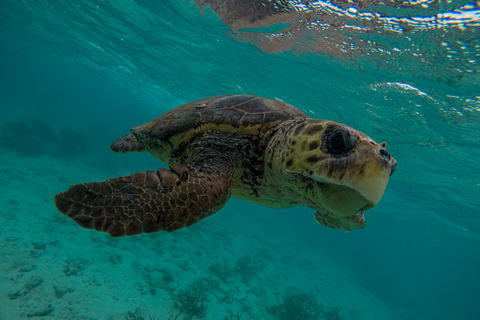 Caye Caulker: Schnorcheln am Belize Barrier Reef an 7 Stopps