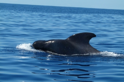 Tenerife: excursión en barco con avistamiento de ballenas y delfines