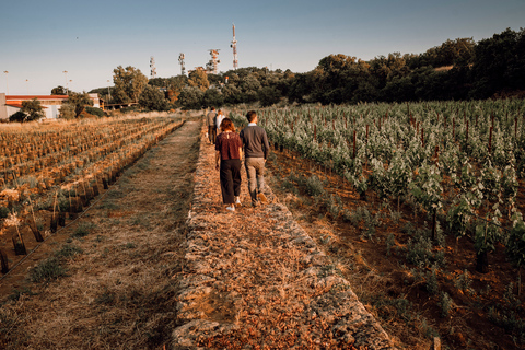 Etna : Urban Winery, promenade dans les vignobles et dégustation de vin au coucher du soleil