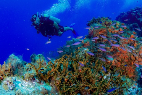 Cancun : École de plongée sous-marine AquaworldPlongée sous-marine du musée d'art