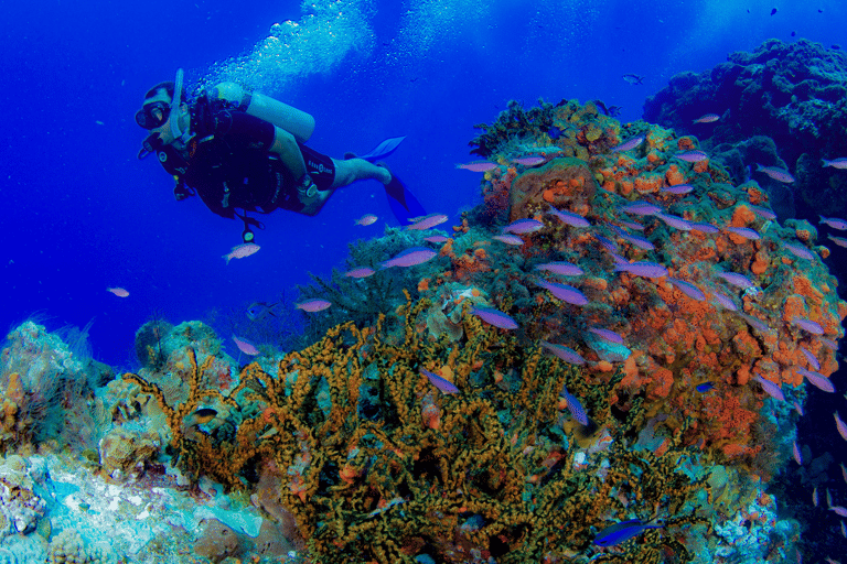 Cancun : École de plongée sous-marine AquaworldPlongée sous-marine du musée d'art