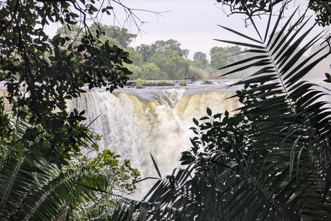 Victoria Falls Cross-Border Tour:Big Tree & Historic Bridge